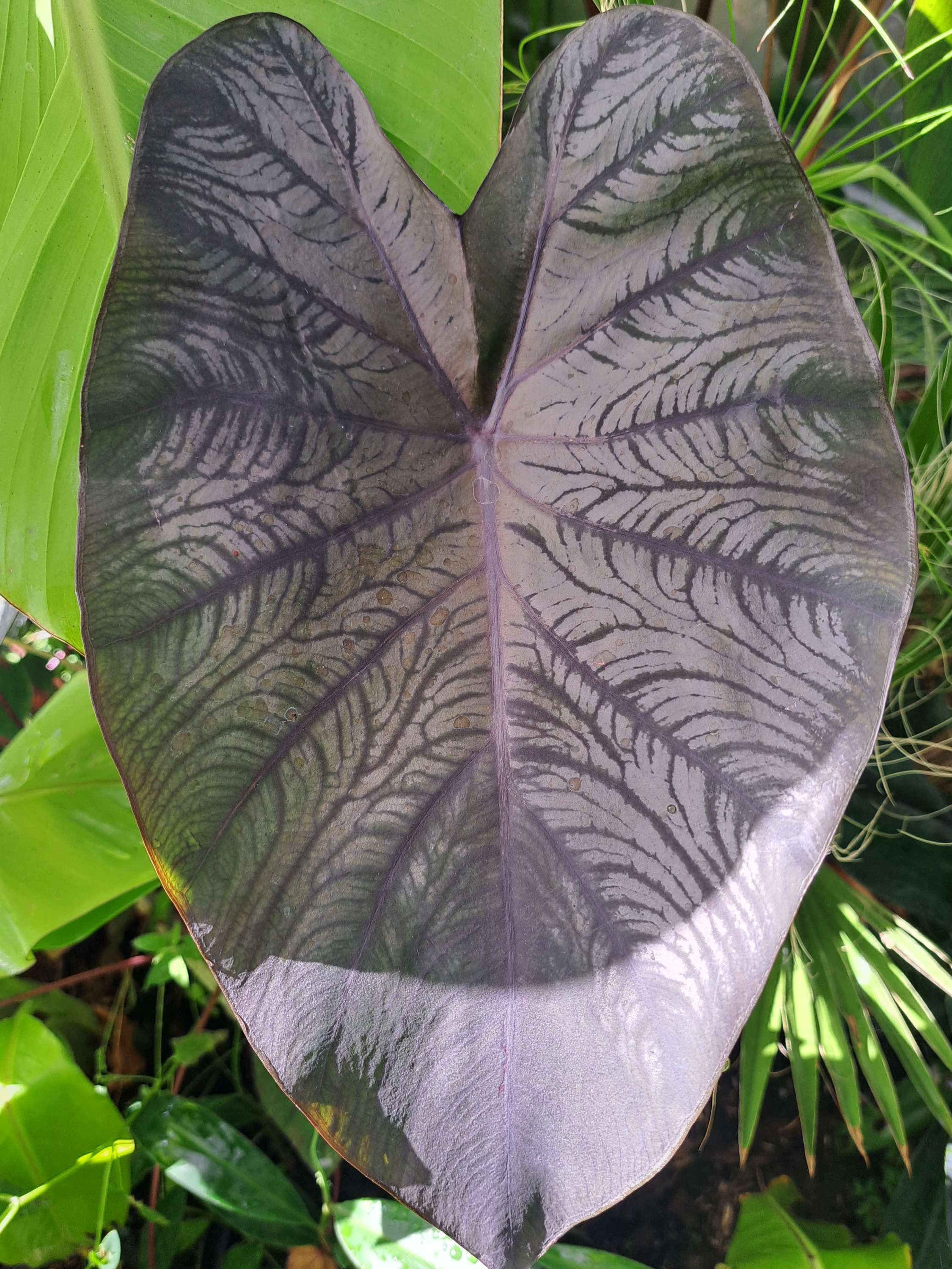 Colocasia esculenta Black magic
