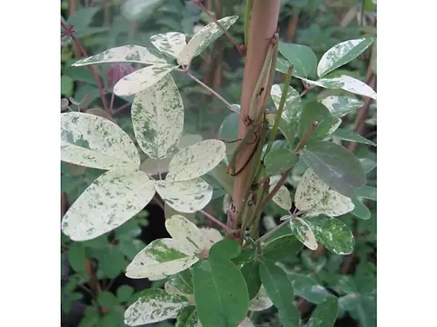AKEBIA quinata Variegata | Nature & pepiniere