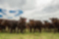 herd-of-calves-todd-klassy.jpg