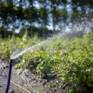 Berry Farm irrigation and watering in the roots with healthy plants in the background.jpg