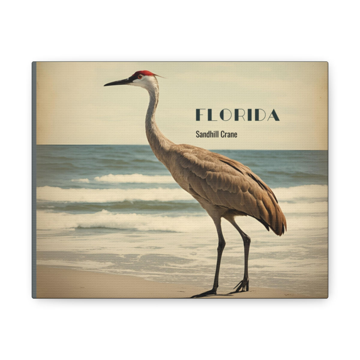 Vintage Art Florida Coastal Sandhill Crane on Canvas Gallery Art