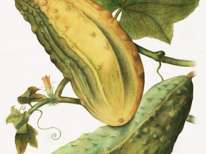 [COPY MASTER #02] Step by Step "Cucumber" - Jacques Le Moyne