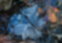 NNE 2026 Late Fall Maple Leaves on Blue Ice.jpg