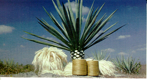 sisal_palma[1]
