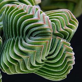 Templo Buda (planta hÃbrida da Crassula pyramidalis com a Crassula perfoliata)