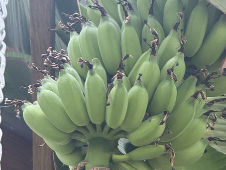 Green bananas growing at Poe's Little Farm in Perrysburg, Ohio
