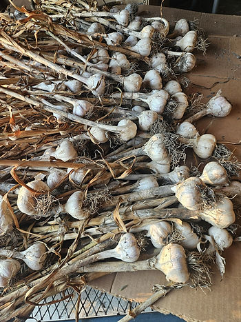 Hardneck garlic curing after harvest at Poe's Little Farm