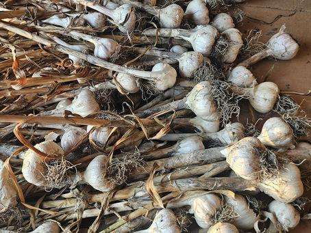 Hardneck garlic curing after harvest at Poe's Little Farm