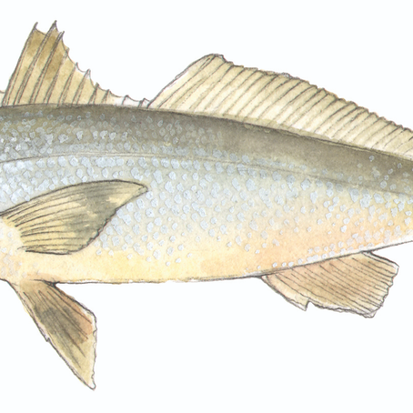Exploring Southern California's Niche Fishing for Corbina