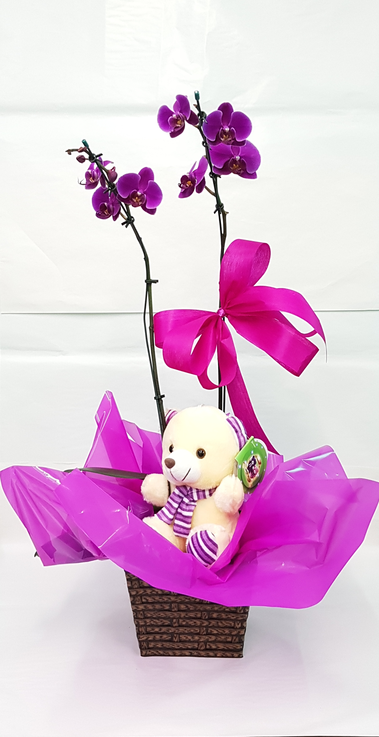 Orquídea com Urso