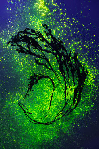 Maria Sarafi Wunderkammer Project