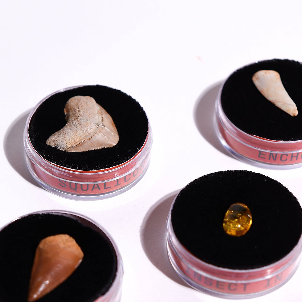 Thumbnail: Fossil Blind Bag