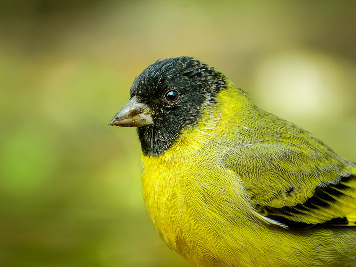 Cabecitanegra 04 SER 08072020-_SFN3812.jpg