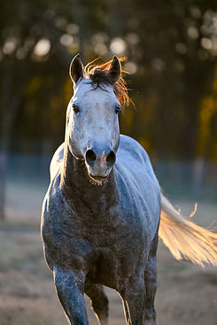 bsr stallion.jpg