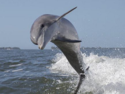 Shocking study discovers bottlenose dolphins possess electric sixth sense