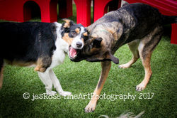 20170909-IMG_8230sawyer-tasha