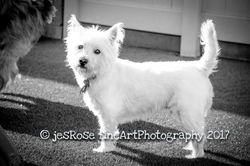 20170416-IMG_5177dart-3