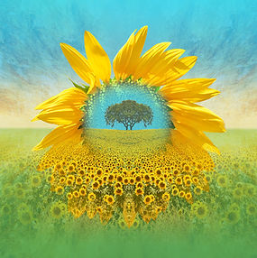 Sun flower revisited LR.jpg
