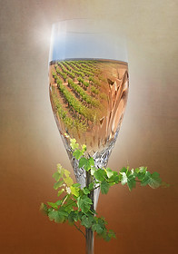 Wine glass comp red - Rose 500 x 700 LR.jpg