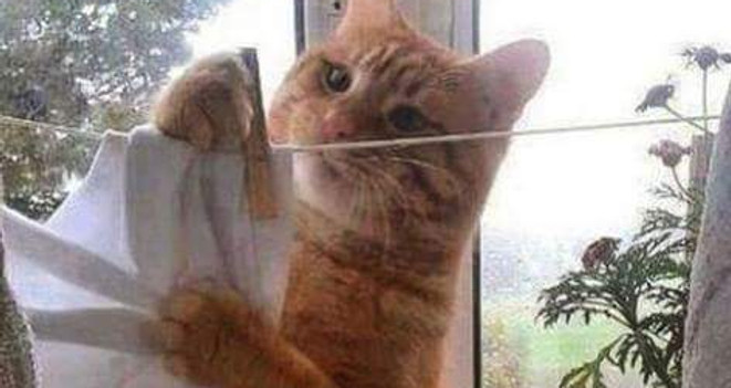 minou 2.jpg