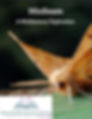 Minibeasts - A Multisensory Exploration