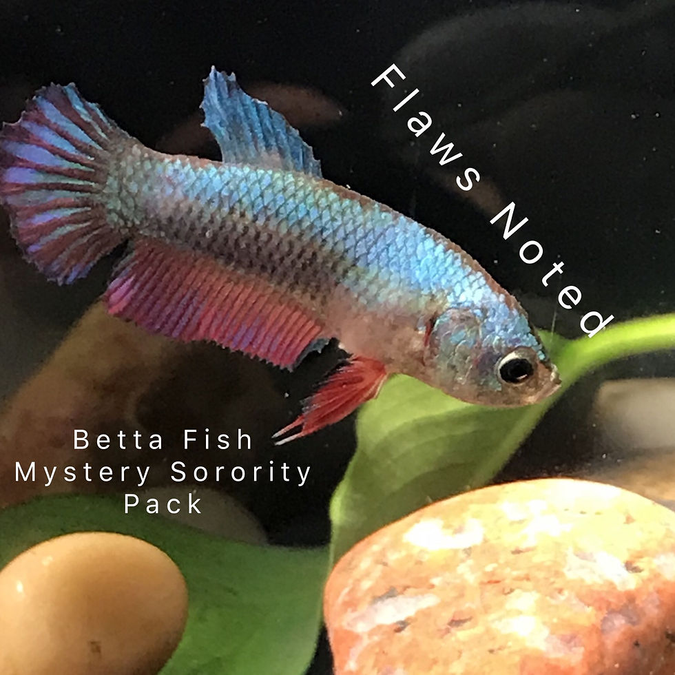 betta-female-sorority-flaws-grumpy-tropical-fish