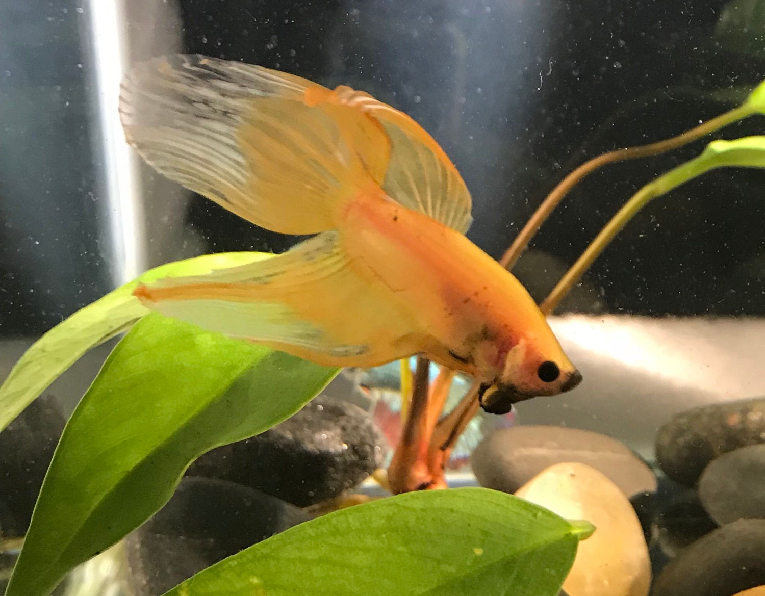 Male Lemon Betta Veil Tail