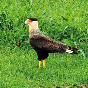 Carcará um predador oportunista e astuto