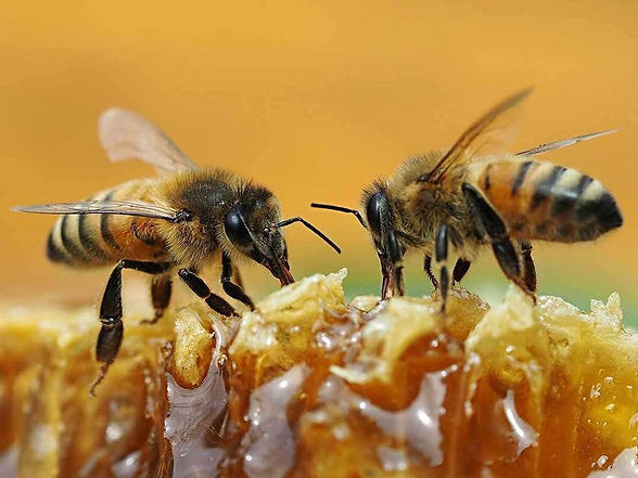 Abejas.jpg