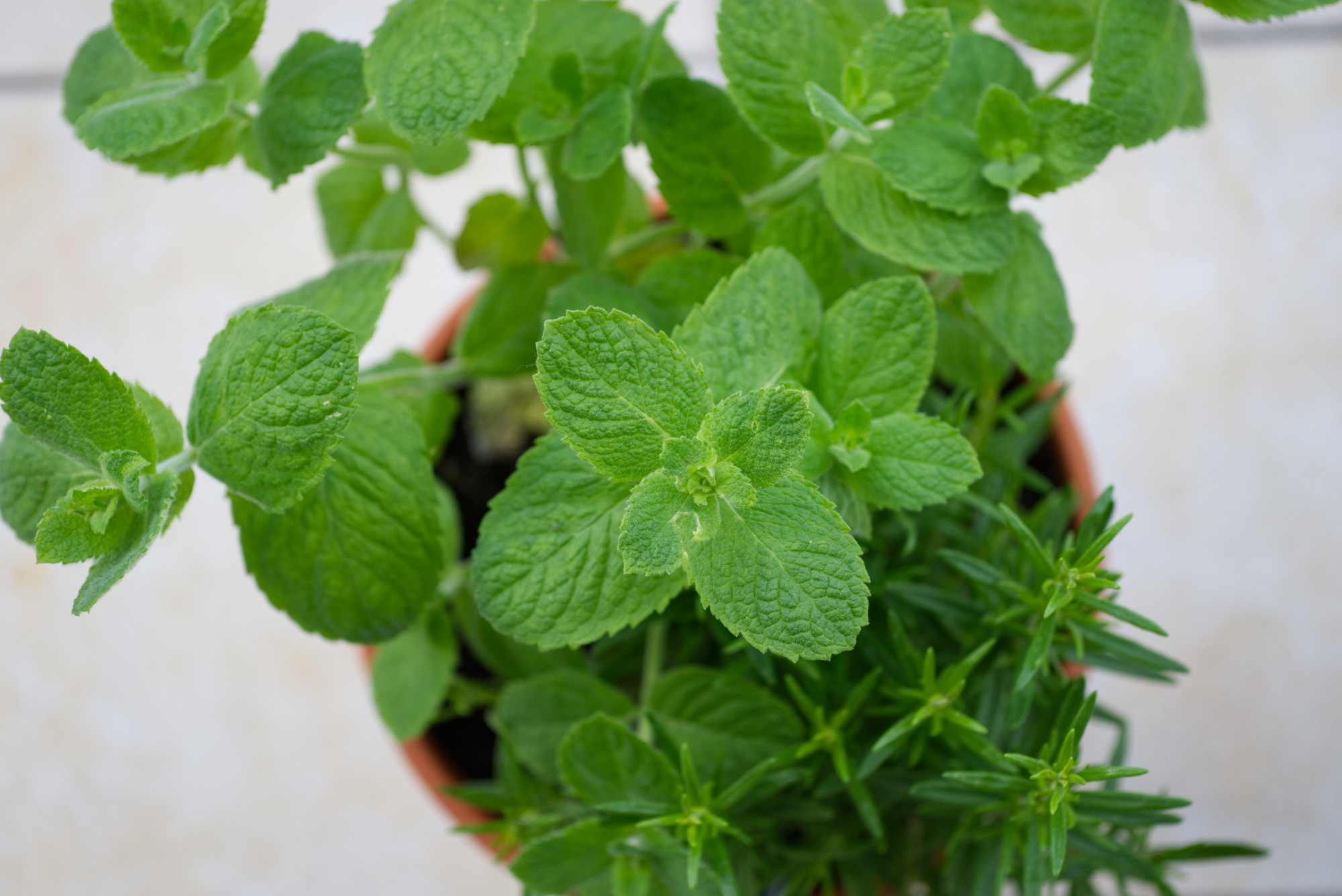 Kräutergarten auf dem Balkon