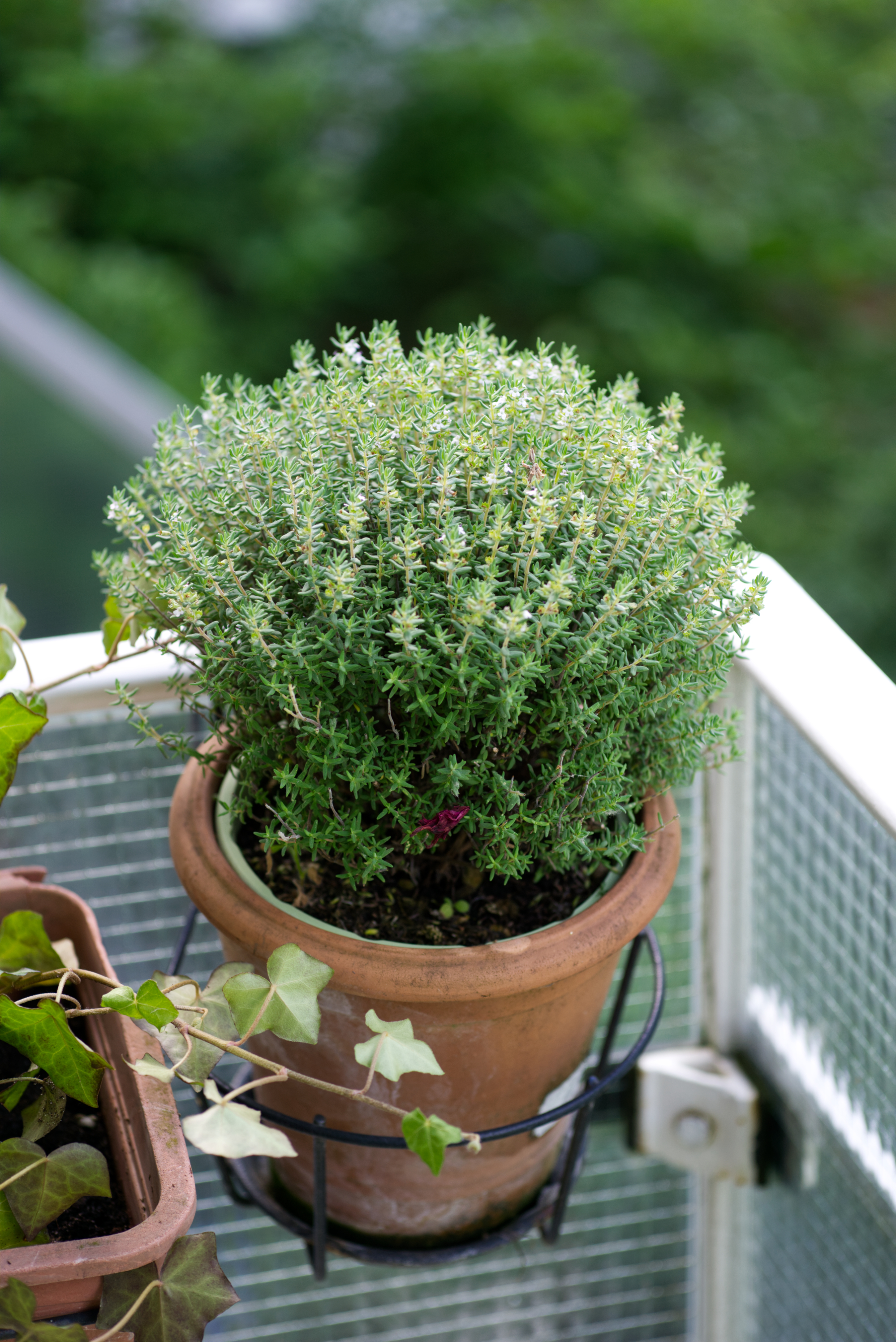 Kräutergarten auf dem Balkon