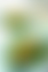 Rezept: Gefüllte Champignons mit Hafer-Mix