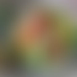 Spitzkohlsalat mit Bohnen