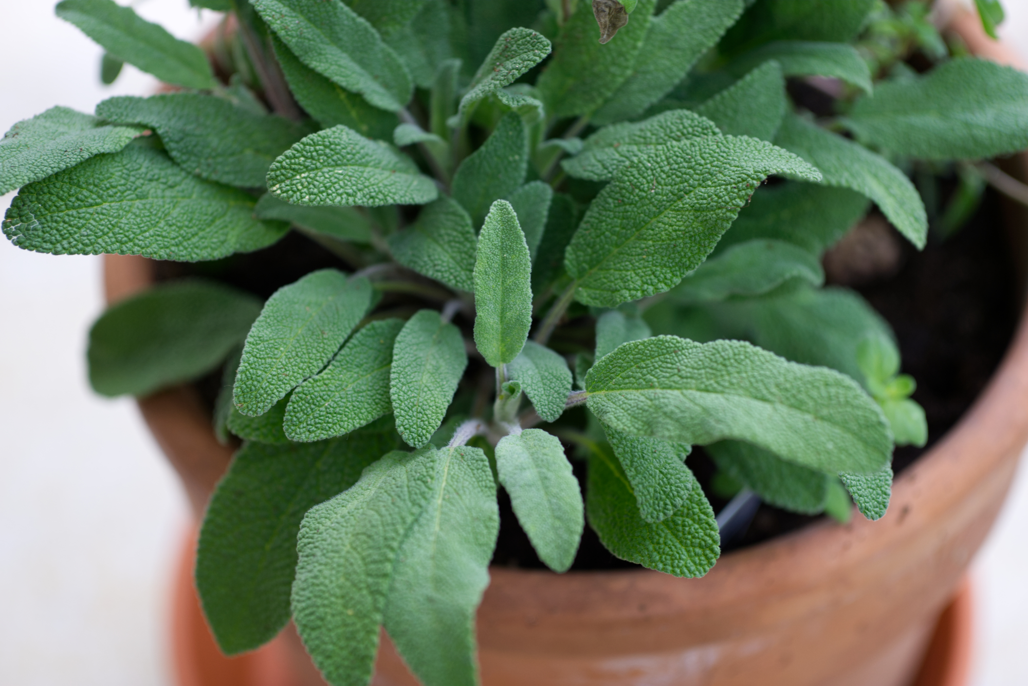Kräutergarten auf dem Balkon