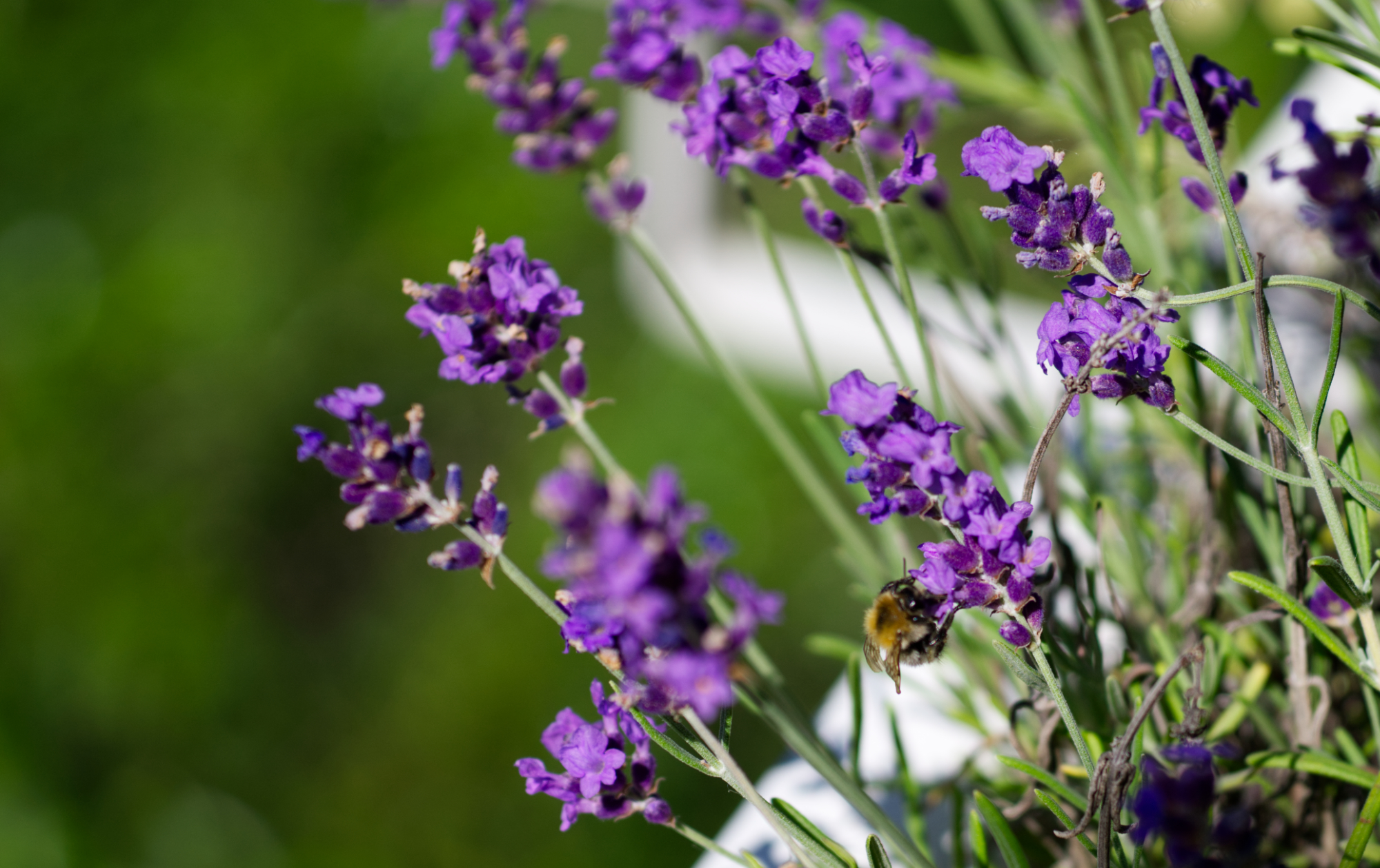 Kräutergarten auf dem Balkon