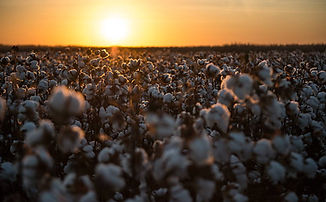 cotton2.jpeg