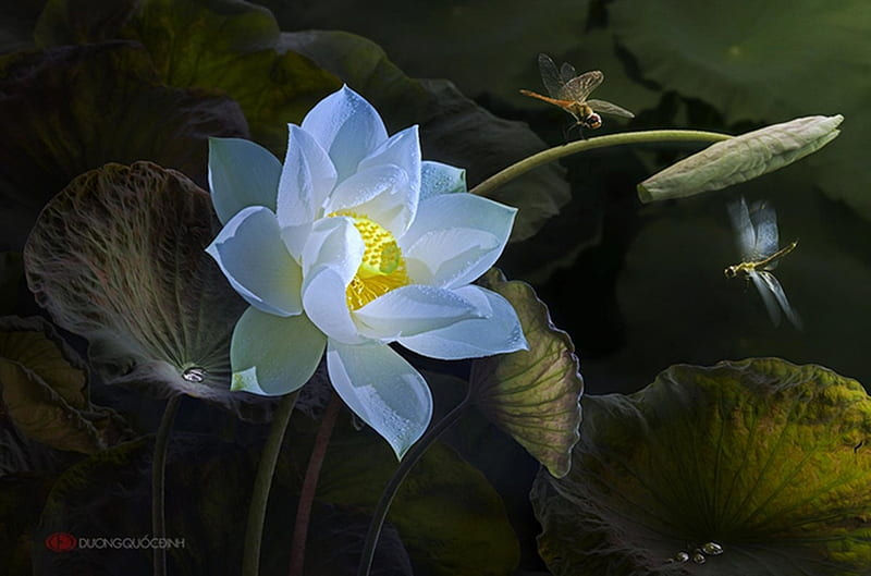 HD-wallpaper-lotus-and-dragonflies-lotus-white-duong-quoc-dinh-libelula-flower-dragonfly.j