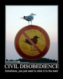 bird.jpeg