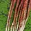 Miniaturbild: Dread Set a Haargummi Rot Ombree Weiss