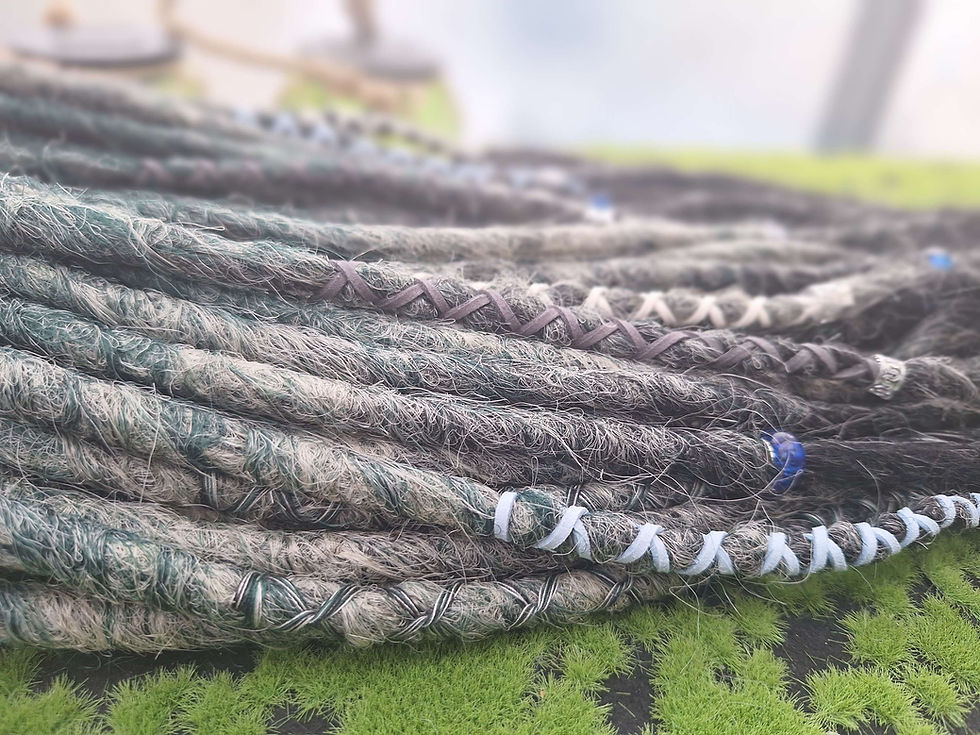 Miniaturbild: Dread Set Elster