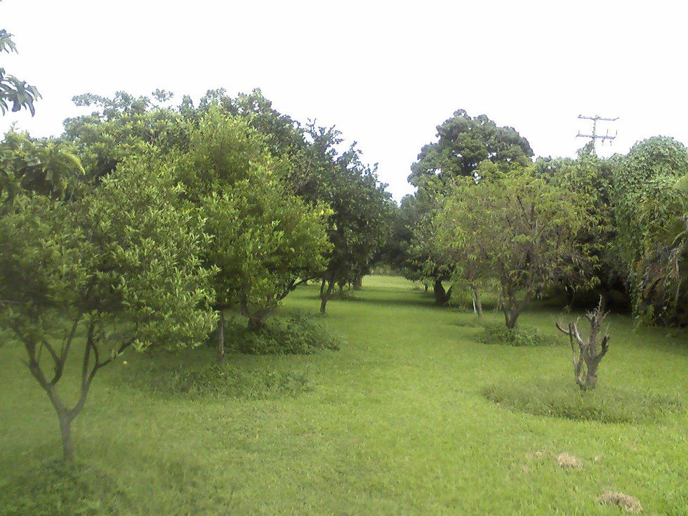 yautepec 2