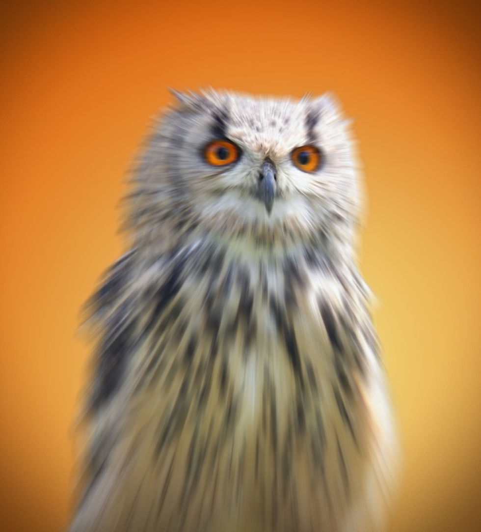 ORANGE EYES by Alistair Fulton