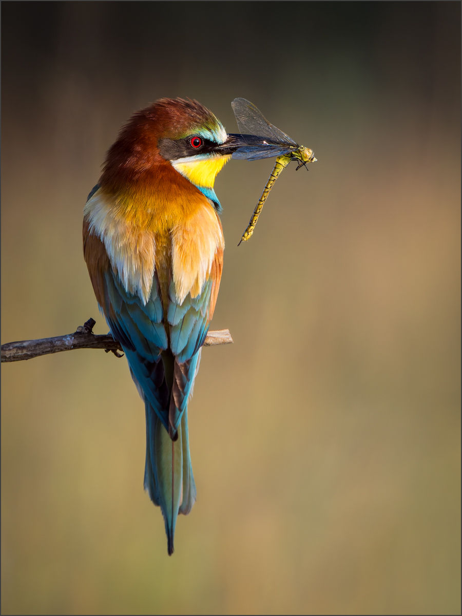BEE-EATER WITH DRAGONFLY by David Hughes