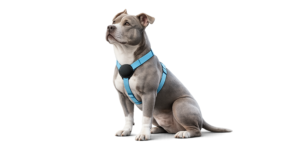 pawbeatharness.png