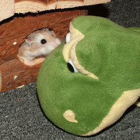 Minty the Hamster says Hello