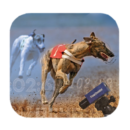 Greyhound racing