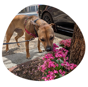 One on One Dog Walking