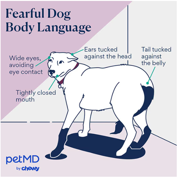 Illustration showing a fearful dog with ears and tail tucked, wide eyes, and closed mouth. Text: Fearful Dog Body Language.