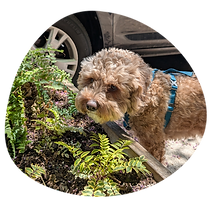 Dog Walking Packages