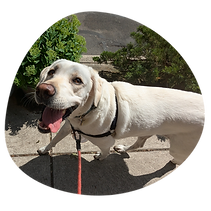 Pay As You Go Dog Walking